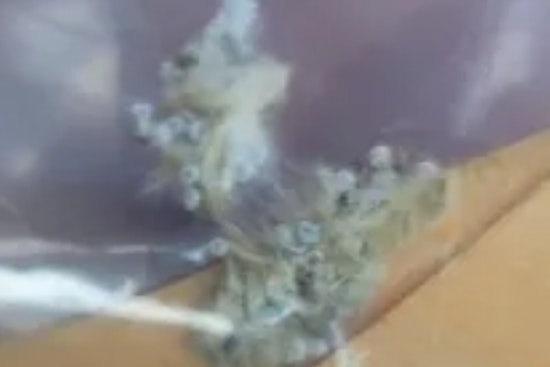 CBP Agriculture Specialists Thwart Potentially Destructive Pest at Brownsville Seaport