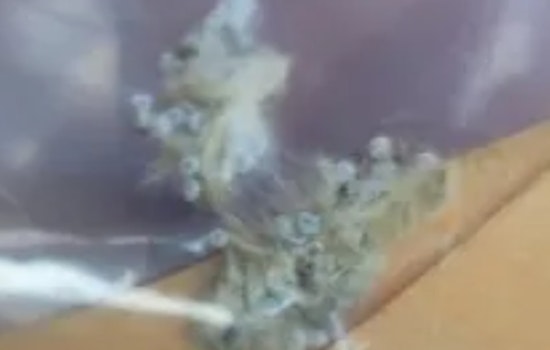 CBP Agriculture Specialists Thwart Potentially Destructive Pest at Brownsville Seaport