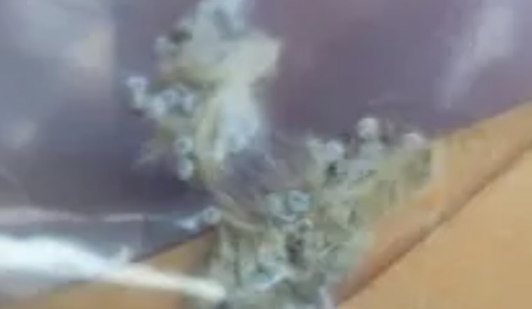 CBP Agriculture Specialists Thwart Potentially Destructive Pest at Brownsville Seaport