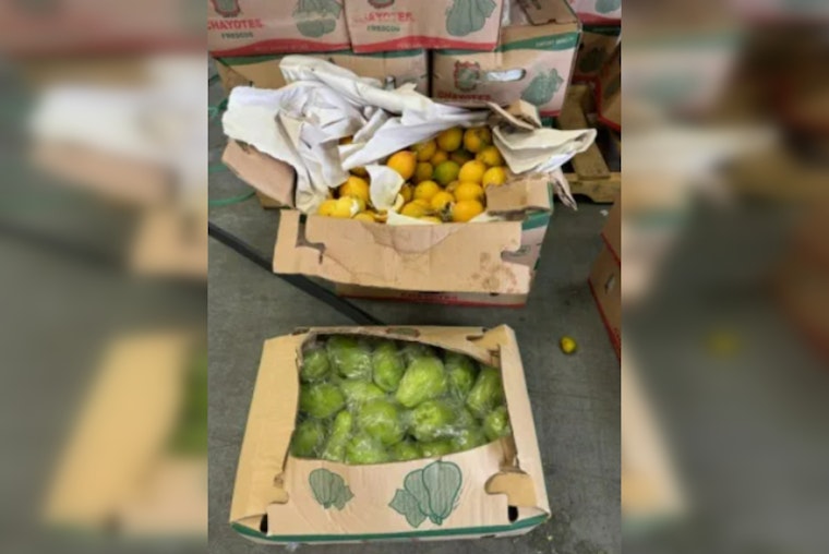 CBP Intercepts Over 14,000 Pounds of Prohibited Fruit at Pharr International Bridge, Preserving U.S. Agricultural Safety