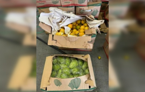 CBP Intercepts Over 14,000 Pounds of Prohibited Fruit at Pharr International Bridge, Preserving U.S. Agricultural Safety