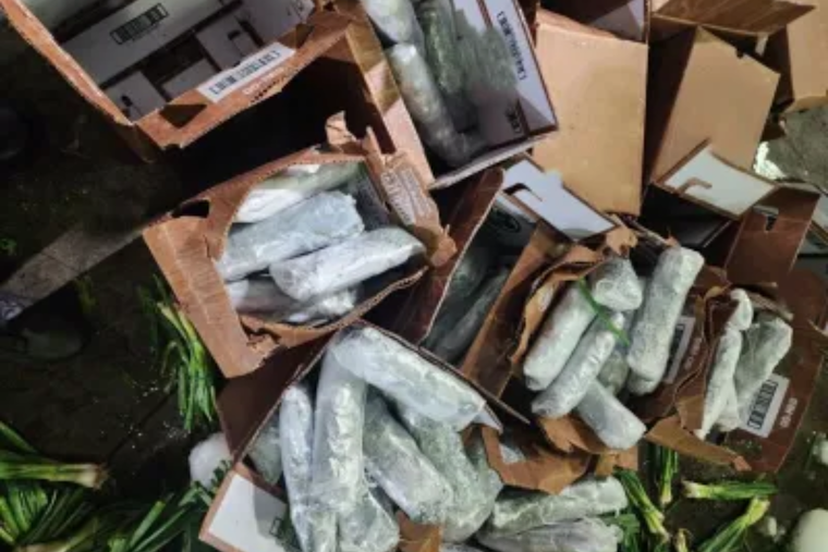 CBP Officers Seize Over 646 Pounds of Meth Worth $775K Hidden in Green Onion Shipment in Calexico