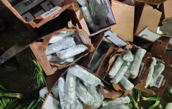 CBP Officers Seize Over 646 Pounds of Meth Worth $775K Hidden in Green Onion Shipment in Calexico