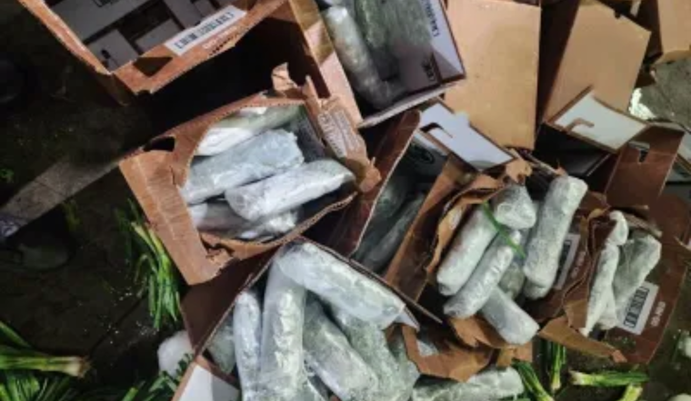 CBP Officers Seize Over 646 Pounds of Meth Worth $775K Hidden in Green Onion Shipment in Calexico