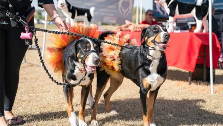 Chandler's Tumbleweed Park Transforms into a Canine Carnival for Annual Woofstock Event