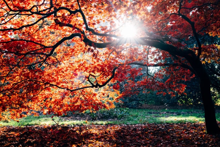 Charlotte Welcomes a Mild Autumnal Week with Sun and Rising Temperatures