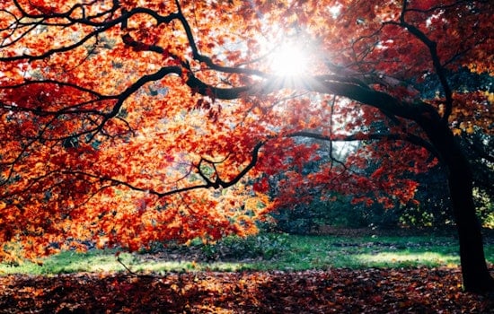 Charlotte Welcomes a Mild Autumnal Week with Sun and Rising Temperatures