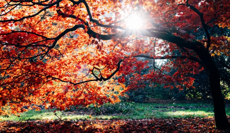 Charlotte Welcomes a Mild Autumnal Week with Sun and Rising Temperatures