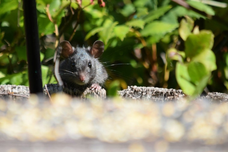 Chicago Crowned "America's Rattiest City" for 10th Year by Orkin Despite Criticism and Efforts by Local Department