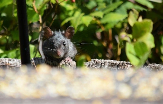 Chicago Crowned "America's Rattiest City" for 10th Year by Orkin Despite Criticism and Efforts by Local Department