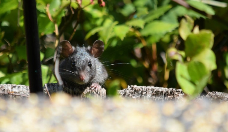 Chicago Crowned "America's Rattiest City" for 10th Year by Orkin Despite Criticism and Efforts by Local Department