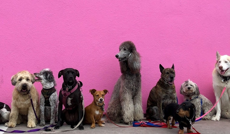 Chicago Welcomes Florida Dogs Displaced by Hurricane Helene as Local Firefighters Aid North Carolina Rescue Efforts