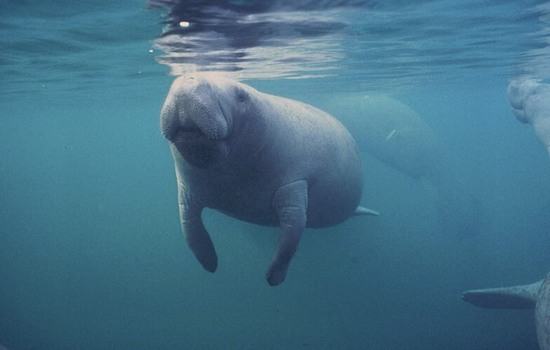 Cincinnati Zoo Welcomes New Manatee Trio in Conservation Effort to Rehabilitate Marine Mammals