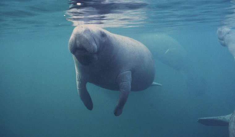 Cincinnati Zoo Welcomes New Manatee Trio in Conservation Effort to Rehabilitate Marine Mammals