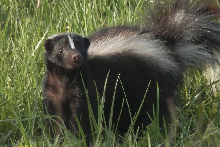 Cleveland County Health Alert as Rabies-Infected Skunk Found on Clyde Street in Casar