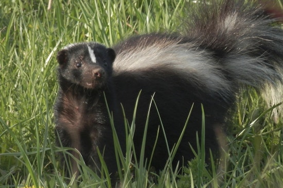 Cleveland County Health Alert as Rabies-Infected Skunk Found on Clyde Street in Casar