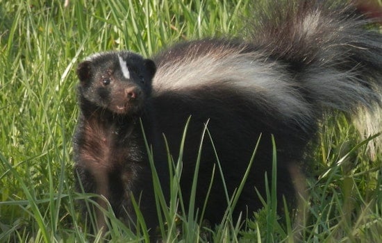 Cleveland County Health Alert as Rabies-Infected Skunk Found on Clyde Street in Casar