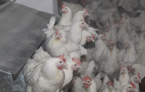Clinton County Dairy Herd Confirmed with Avian Influenza, Michigan Implements Stringent Biosecurity Measures