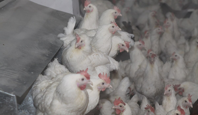 Clinton County Dairy Herd Confirmed with Avian Influenza, Michigan Implements Stringent Biosecurity Measures