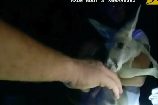 Colorado Cops Hop to Action: Durango Police Successfully Wrangle Escaped Kangaroo in Street Pursuit