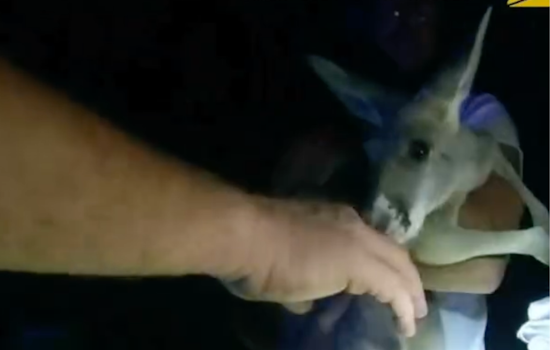 Colorado Cops Hop to Action: Durango Police Successfully Wrangle Escaped Kangaroo in Street Pursuit
