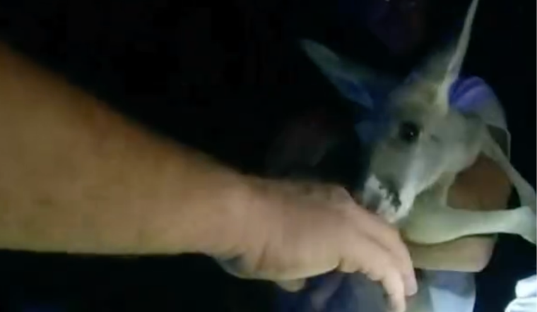 Colorado Cops Hop to Action: Durango Police Successfully Wrangle Escaped Kangaroo in Street Pursuit