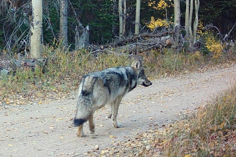 Colorado Parks and Wildlife Launches Operation to Reunite Lone Wolf Pup with Copper Creek Pack