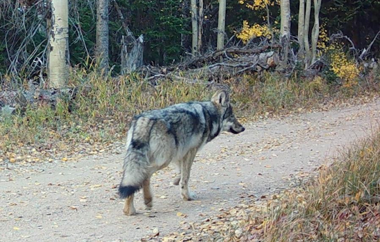 Colorado Parks and Wildlife Launches Operation to Reunite Lone Wolf Pup with Copper Creek Pack