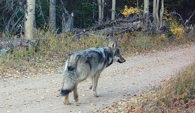 Colorado Parks and Wildlife Launches Operation to Reunite Lone Wolf Pup with Copper Creek Pack
