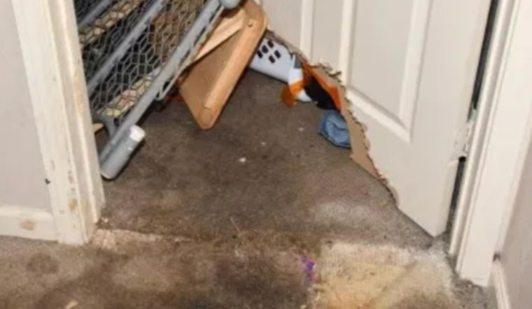 Converse Babysitter Charged After Dog Attack Leaves Toddler Critically Injured, Teen Heroically Intervenes