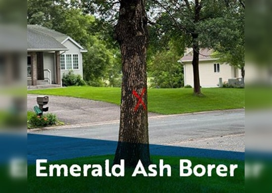 Coon Rapids Calls on Residents to Battle Emerald Ash Borer Infestation