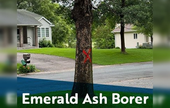 Coon Rapids Calls on Residents to Battle Emerald Ash Borer Infestation