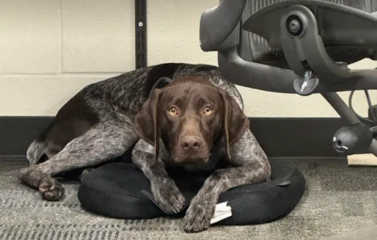 Davis County Authorities Seek Public Help in Locating Missing K9 Officer Kash in Farmington Area
