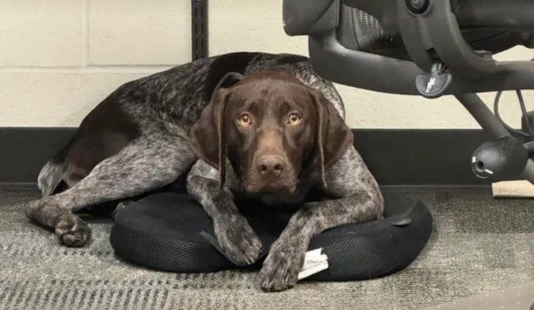 Davis County Authorities Seek Public Help in Locating Missing K9 Officer Kash in Farmington Area