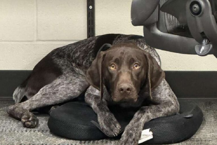 Davis County Sheriff's Office Offers $1,000 Reward for Missing K-9 Officer Kash