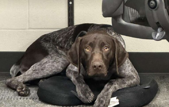 Davis County Sheriff's Office Offers $1,000 Reward for Missing K-9 Officer Kash