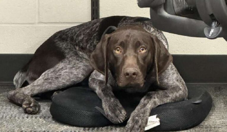 Davis County Sheriff's Office Offers $1,000 Reward for Missing K-9 Officer Kash