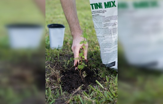 DDOT Announces Ambitious Tree Planting Plan to Boost DC's Urban Canopy to 40%