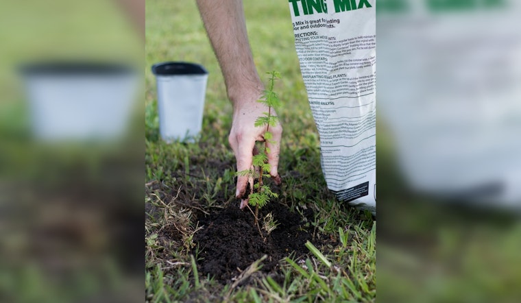 DDOT Announces Ambitious Tree Planting Plan to Boost DC's Urban Canopy to 40%