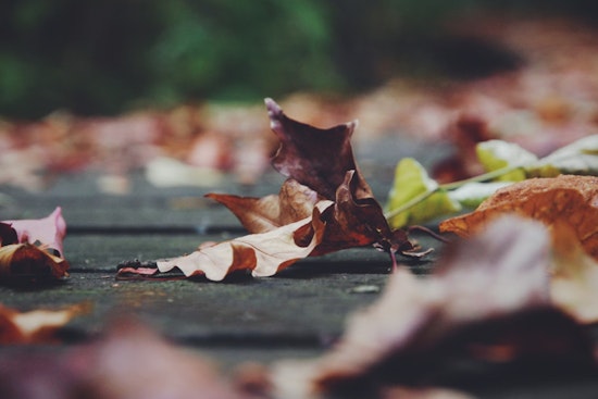 Dearborn Launches Enhanced Leaf Collection Program, Residents Urged to Heed Notices and Parking Regulations