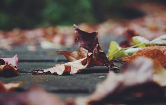 Dearborn Launches Enhanced Leaf Collection Program, Residents Urged to Heed Notices and Parking Regulations