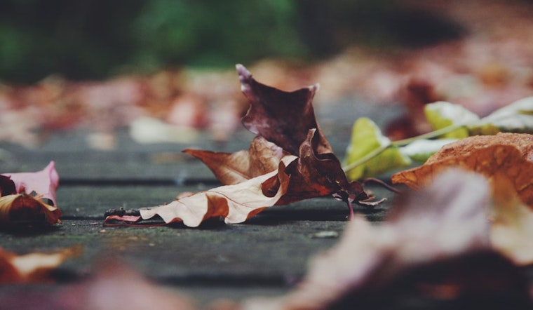 Dearborn Launches Enhanced Leaf Collection Program, Residents Urged to Heed Notices and Parking Regulations