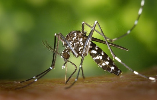 Dengue Cases Rise to Five in Baldwin Park, Prompting Vector Control and Public Health Clampdown