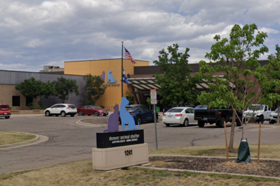 Denver Animal Shelter and Public Schools Unite to Face Veterinary Shortage and Spark Student Interest in Animal Healthcare Careers