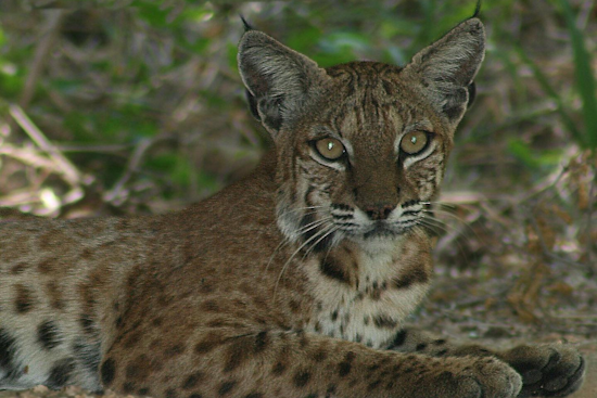 DeSoto Police Promote Understanding of Local Bobcats, Encourage Peaceful Coexistence in Texas Community