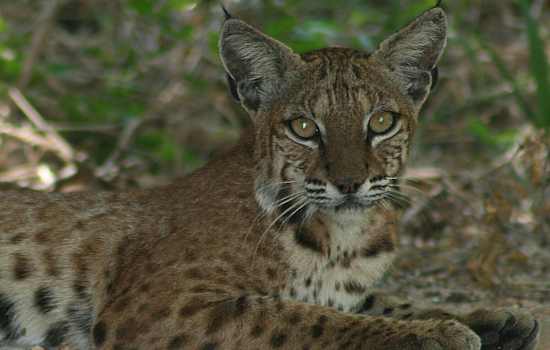 DeSoto Police Promote Understanding of Local Bobcats, Encourage Peaceful Coexistence in Texas Community