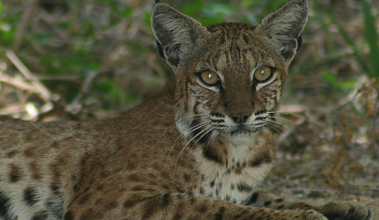 DeSoto Police Promote Understanding of Local Bobcats, Encourage Peaceful Coexistence in Texas Community