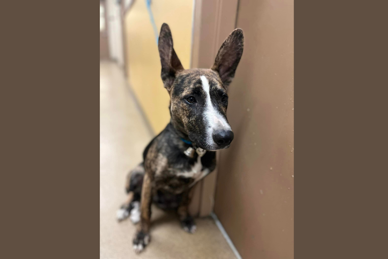 DeSoto Police Temporarily House 11 Impounded Animals, Seek Owners for Reunion Efforts