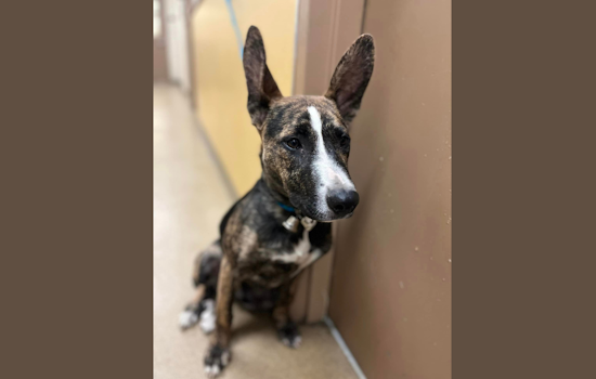 DeSoto Police Temporarily House 11 Impounded Animals, Seek Owners for Reunion Efforts