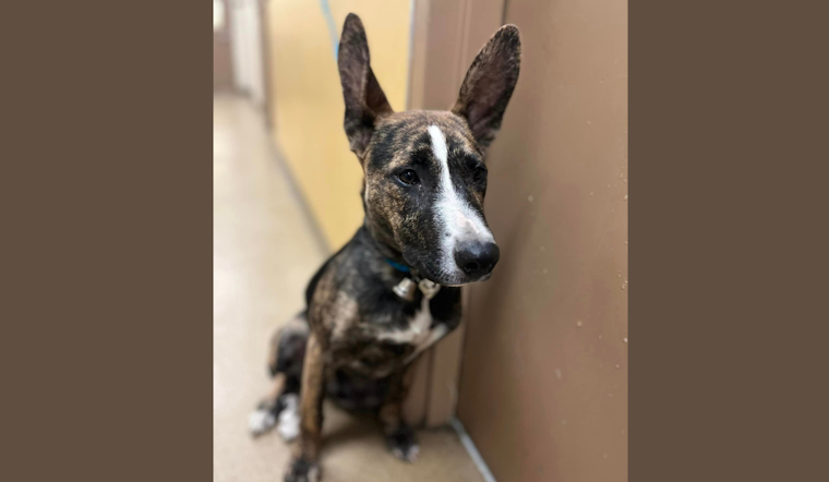 DeSoto Police Temporarily House 11 Impounded Animals, Seek Owners for Reunion Efforts